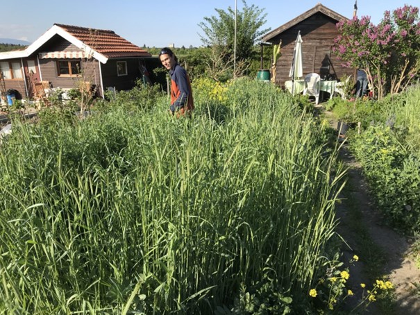 Fichier:Engrais vert.jpg