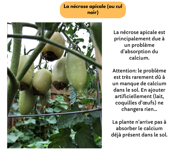 Fichier:Necrose apicale.png