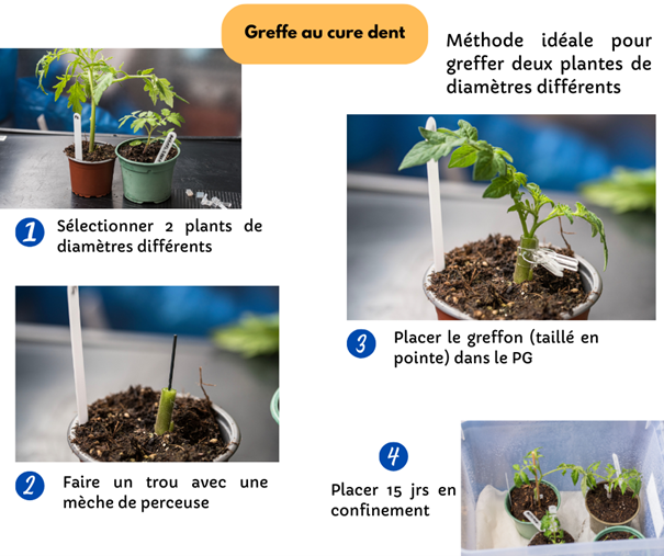 Fichier:Greffe au cure dent.png