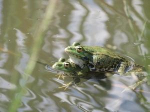 AccouplementGrenouillesRieuses.jpg