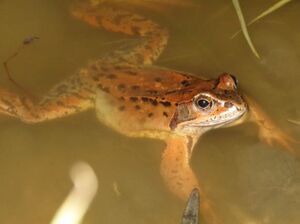 Grenouille rousse dans l'eau.jpg