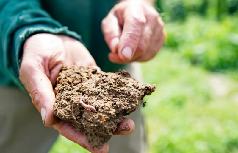 Fichier:Sol vivant.png